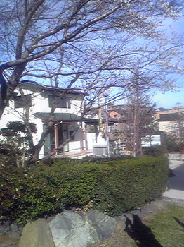 100221桜と供養塔.jpg