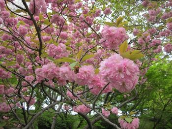 20120421八重桜.jpg