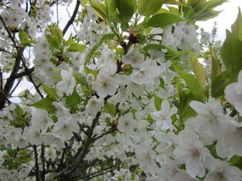 20120421山桜？.jpg